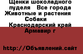 Щенки шоколадного пуделя - Все города Животные и растения » Собаки   . Краснодарский край,Армавир г.